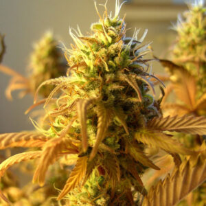 Kosher Kush Auto seeds