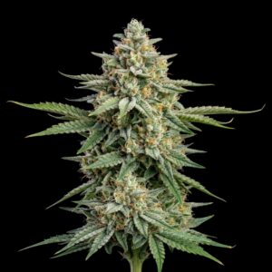 Kosher Kush Auto Cannabis Seeds - Bulk Legacy