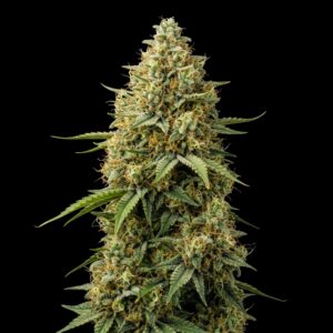 Lemon Haze - Cannabis Seeds - Bulk Legacy