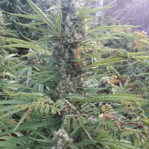 Mighty Amstel Freezeland