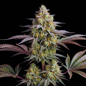 Mimosa Auto - Cannabis Seeds - Bulk Legacy
