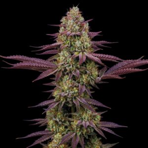 Mimosa - Cannabis Seeds - Bulk Legacy