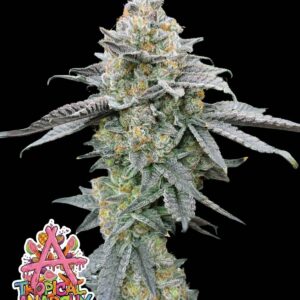 Tropical Anarchy Cream