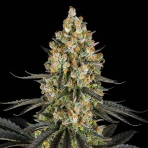 OG Kush - Cannabis Seeds - Bulk Legacy