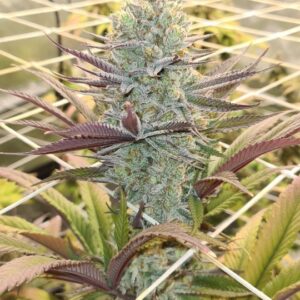 Platinum Mimosa Auto