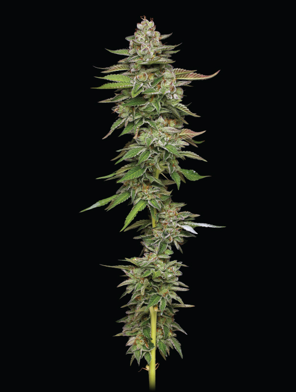 Poddy Mouth - Image 2