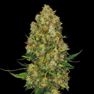 Skunk 1 - Cannabis Seeds - Bulk Legacy