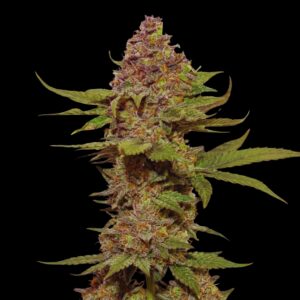 Strawberry Cough - Cannabis Seeds - Bulk Legacy