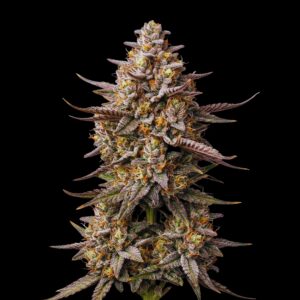 Sunset Sherbet - Cannabis Seeds - Bulk Legacy