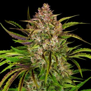 Wedding Cake Auto - Cannabis Seeds - Bulk Legacy
