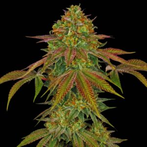 Wedding Cake - Cannabis Seeds - Bulk Legacy