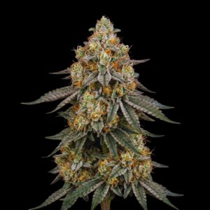 White Widow Cannabis Seeds - Bulk Legacy