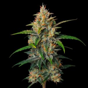 Zkittlez Auto - Cannabis Seeds - Bulk Legacy