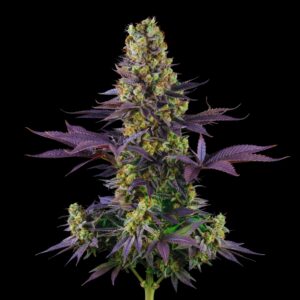 Zkittlez Cannabis Seeds - Bulk Legacy