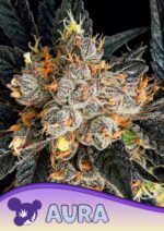 Aura by Anesia Seeds