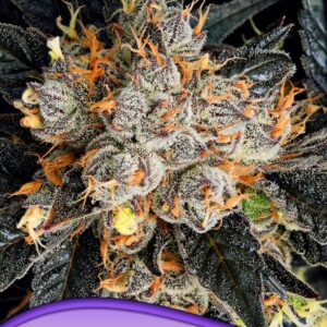 Aura by Anesia Seeds