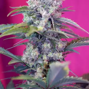 Cream Mandarine Auto by Sweet Seeds