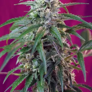 Green Poison Auto