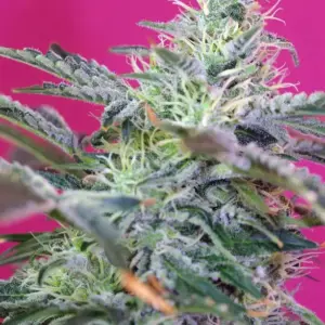 Sweet Cheese Auto by Sweet Seeds