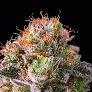 Apricot Oreoz by Anesia Seeds