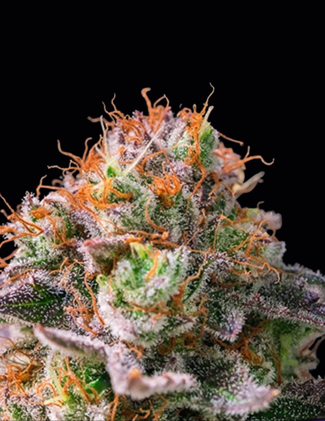Apricot Oreoz by Anesia Seeds