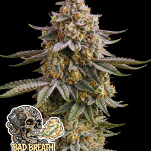 Bad Breath Vainilla by Oaseeds Genetics USA