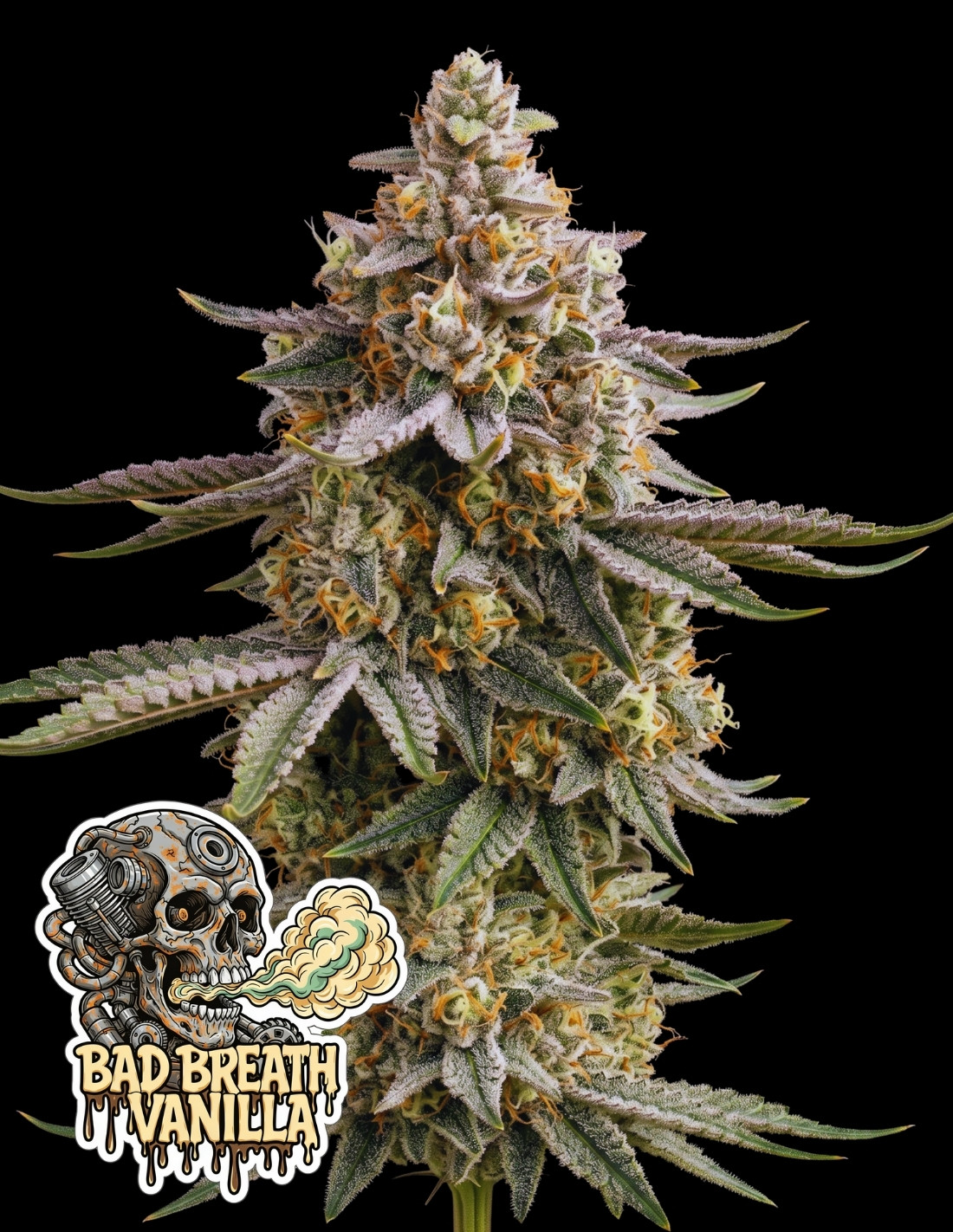 Bad Breath Vainilla by Oaseeds Genetics USA