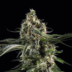 Big Bazooka by Anesia Seeds