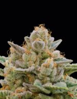 Big Bazooka Auto by Anesia Seeds