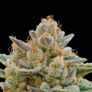 Big Bazooka Auto by Anesia Seeds