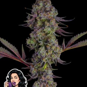 Bite my Grape Auto by Oaseeds Genetics