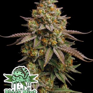 Black Mint Gelato #7 by Oaseeds Genetics