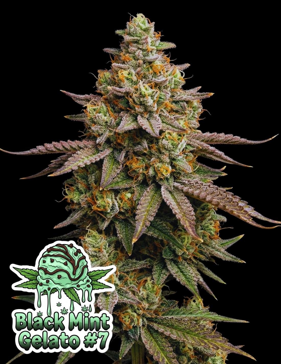 Black Mint Gelato #7 by Oaseeds Genetics