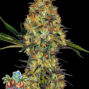 Cheesus in the Tropics Auto by Oaseeds Genetics
