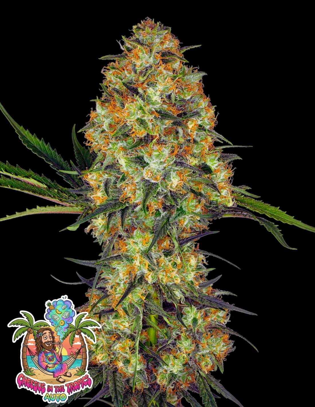 Cheesus in the Tropics Auto by Oaseeds Genetics