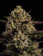 Chimera Cut Seeds by Anesia Seeds