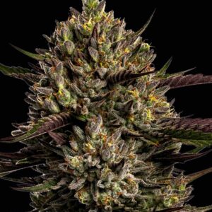 Chimera Cut Seeds by Anesia Seeds