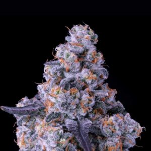 Epic Buzz Auto by Anesia Seeds