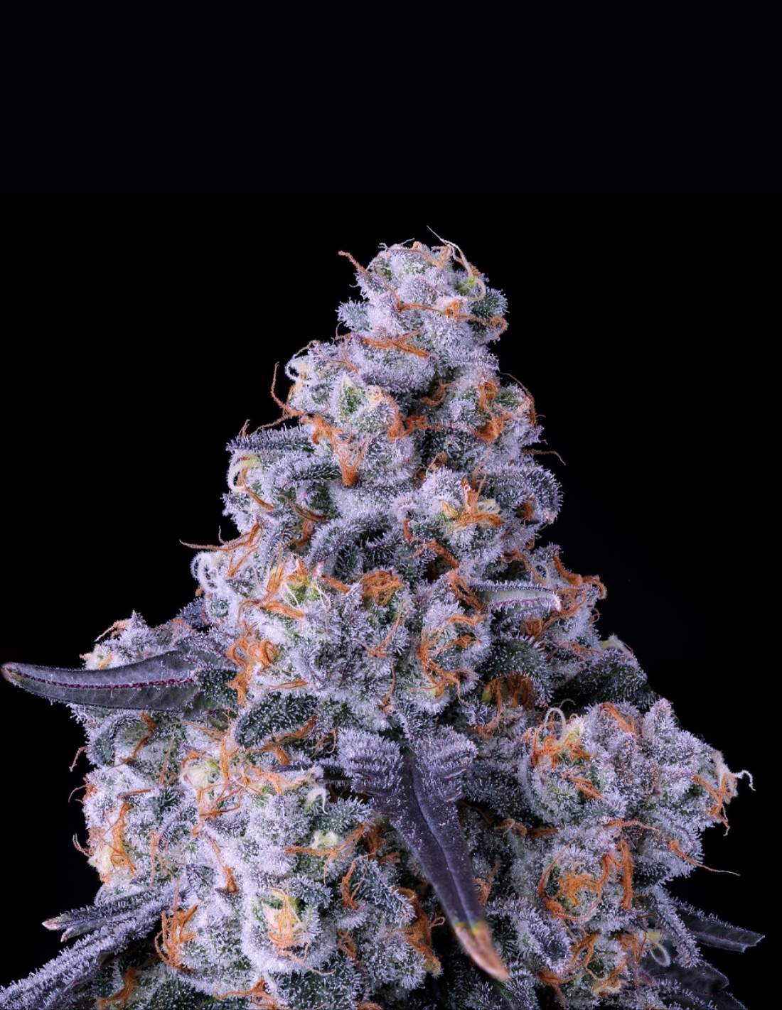 Epic Buzz Auto by Anesia Seeds