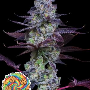 Eternal Rainbow by Oaseeds Genetics