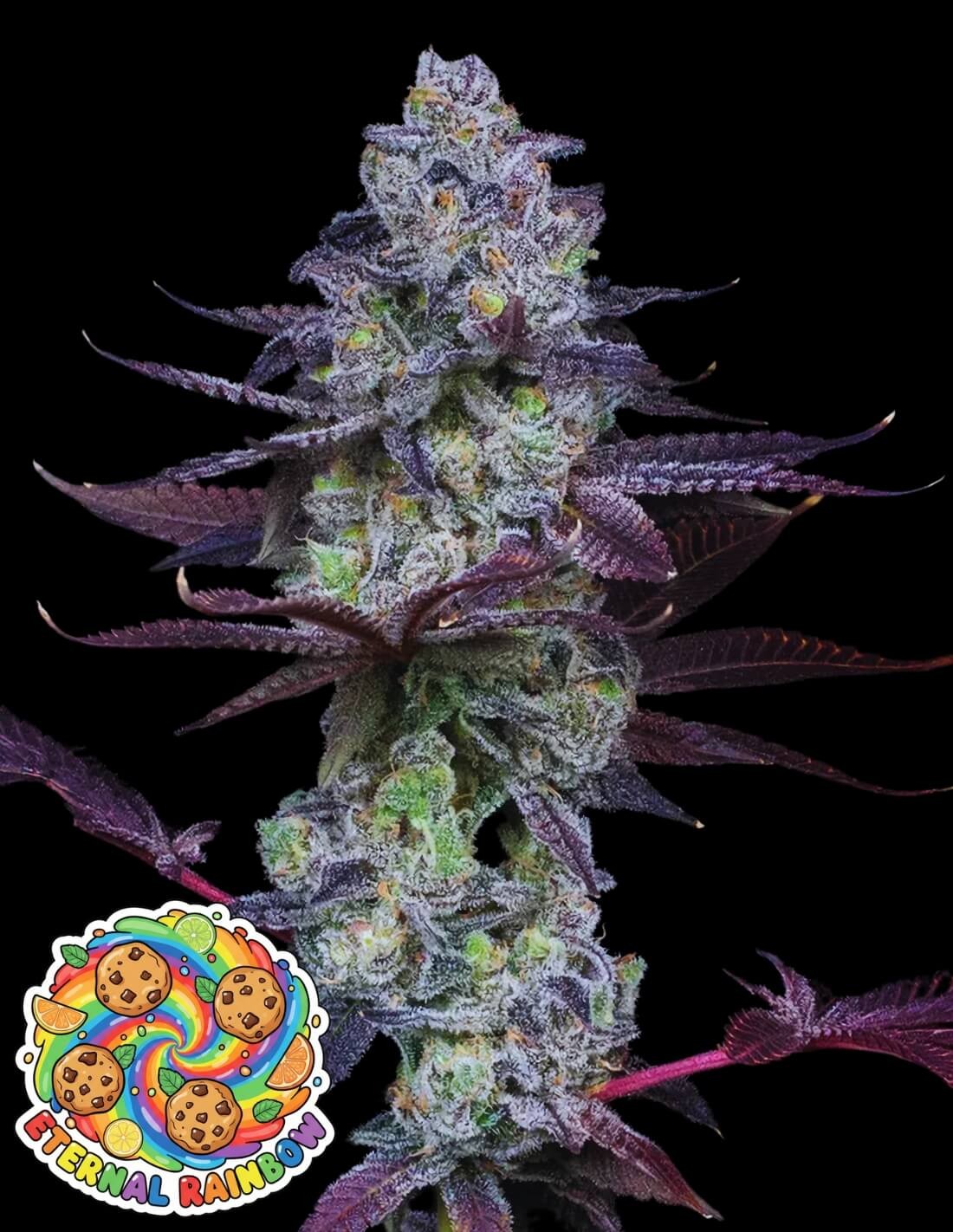 Eternal Rainbow by Oaseeds Genetics