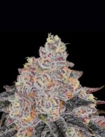 Frozen Black Cherry by Anesia Seeds