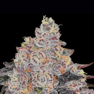 Frozen Black Cherry by Anesia Seeds