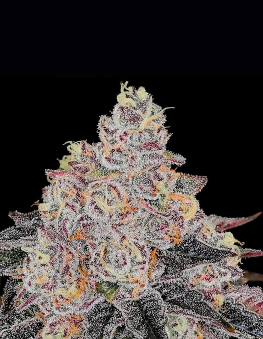 Frozen Black Cherry by Anesia Seeds