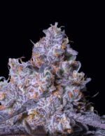 Frozen Black Cherry Auto