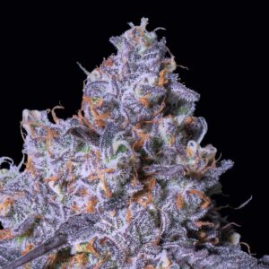 Frozen Black Cherry Auto