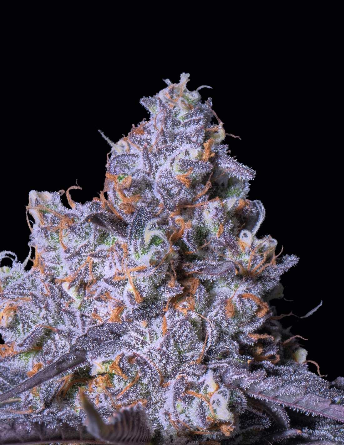 Frozen Black Cherry Auto