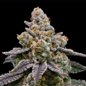 Frozen Face Auto by Anesia Seeds
