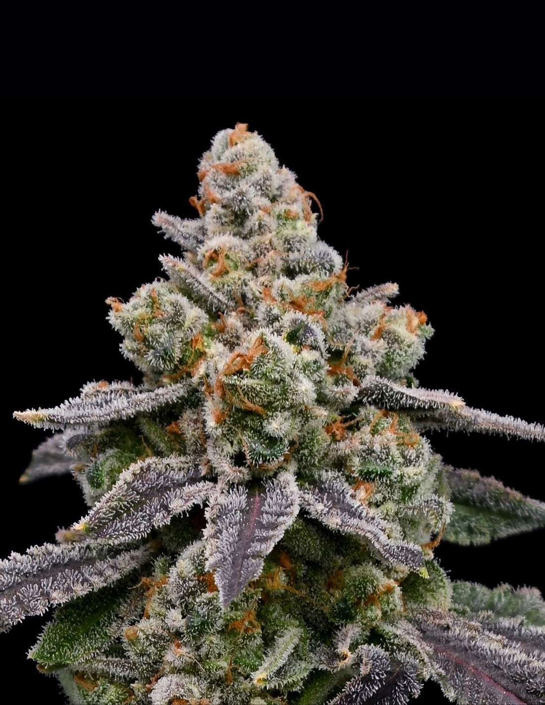 Frozen Face Auto by Anesia Seeds