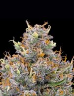 Future #1 by Anesia Seeds